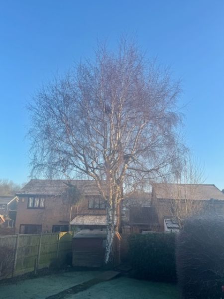 Silver Birch Reduction - Before: Swipe To View More Images