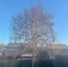 Silver Birch Reduction - Before: Click Here To View Larger Image