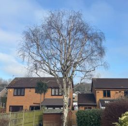 Silver Birch Reduction - After: Click Here To View Larger Image